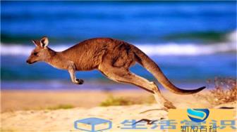 袋鼠在跳跃时用尾巴平衡,当它们慢慢移动时,尾巴可以作为第五条