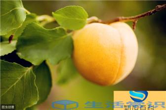 杏树嫁接时间与方法（杏树可以嫁接几种果树）