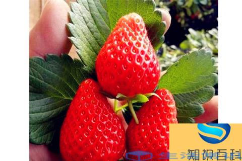 北京吃冬草莓最好的地方是去昌平