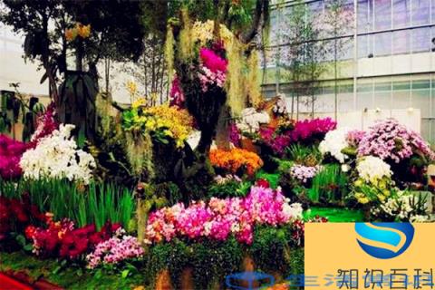 武汉将举办首届春季花卉市场