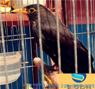 冬天过后,黑眉在外表上最大的变化就是嘴巴和眼圈的颜色,分别简