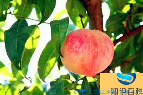 上虞丁宅百味园生态农庄丁宅的桃子又大又水,又脆又甜