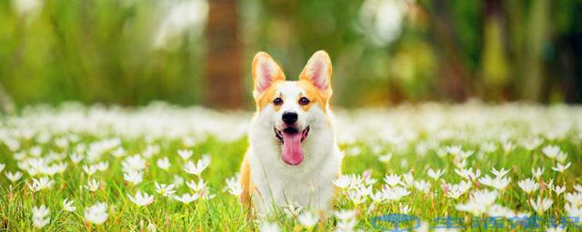 狗耳朵能够听到多远 狗的听力范围多少米