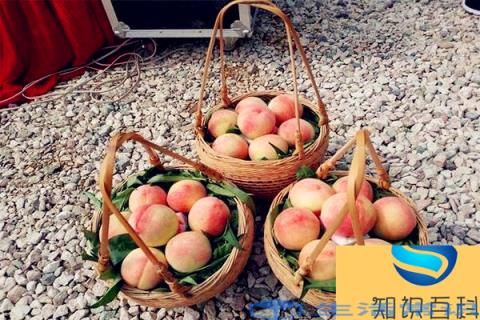 上虞丁宅百味园生态农庄丁宅的桃子又大又水,又脆又甜