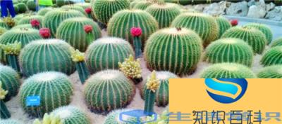 为什么仙人掌叫健康树？