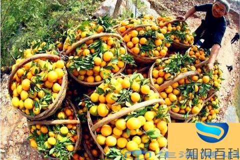 自驾路线 丹江口的柑橘采摘