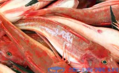 生腌海鱼并不比生腌淡水鱼更安全吗