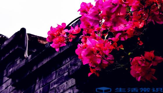 新加坡的国花是什么 新加坡的国花是什么花