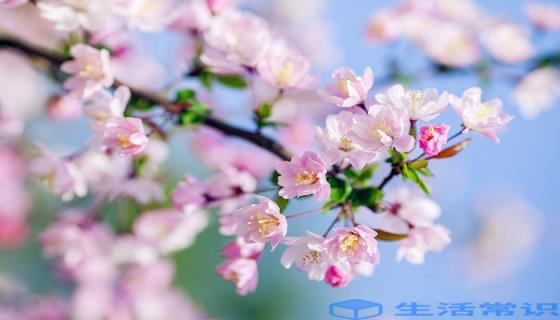 新加坡的国花是什么 新加坡的国花是什么花