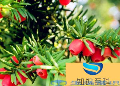 榧树和红豆杉的差别