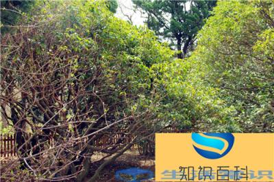 桂花苗怎样栽种,何时栽种好