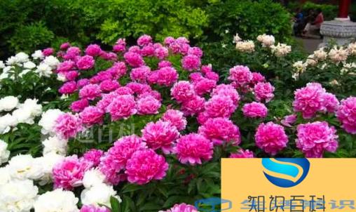 五月什么花开放 五月份有哪些花开