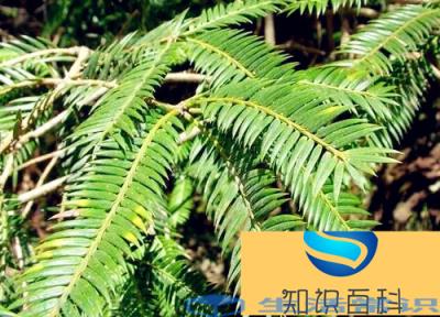 榧树和红豆杉的差别