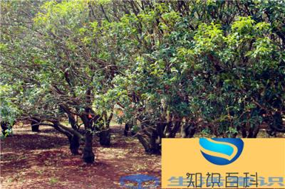 桂花苗怎样栽种,何时栽种好