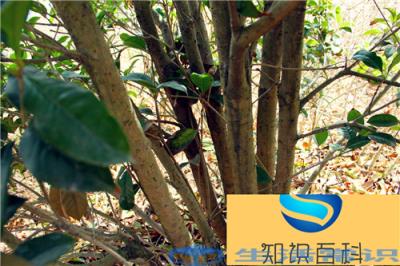 桂花苗怎样栽种,何时栽种好