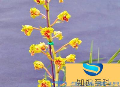蕙兰十大勤花种类 蕙兰排名前十位的传统种类