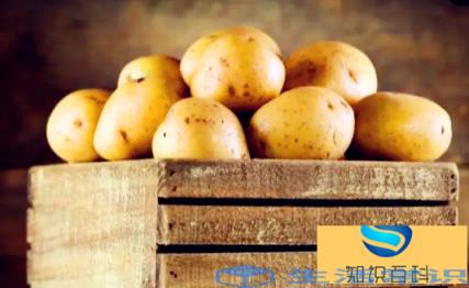 发芽土豆如何处理能吃不浪费