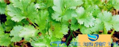 香莱佳播种时间是什么时间？栽种方法是什么