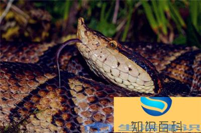 五步蛇是保护动物吗 五步蛇属于国家多少级保护野生动物