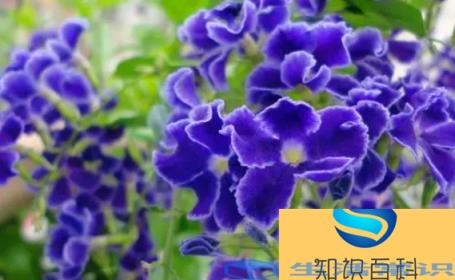 五月什么花开放 五月份有哪些花开