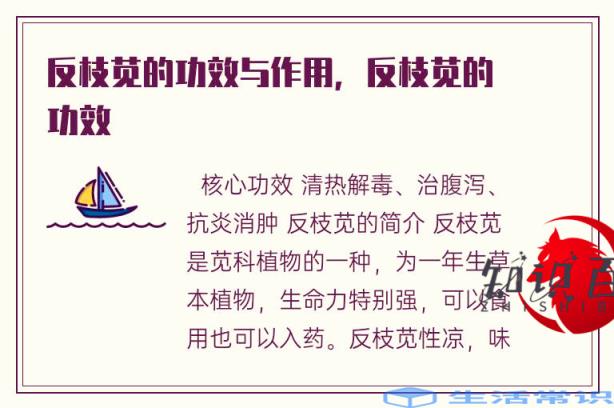 反枝苋的功效与作用，反枝苋的作用