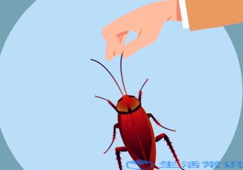 蟑螂怕什么 臭虫害怕的要素有什么