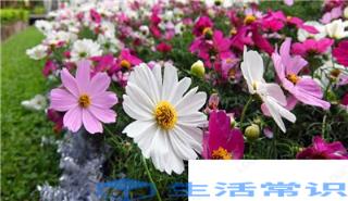 波斯菊种子怎样播种
