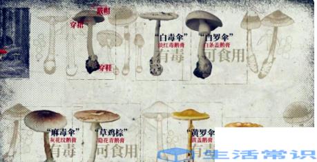 四川人吃的东西野生菌多么毒 致幻蘑菇是怎样控制大脑的