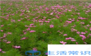 波斯菊种子怎样播种