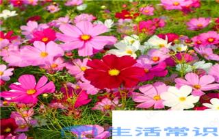 波斯菊种子怎样播种