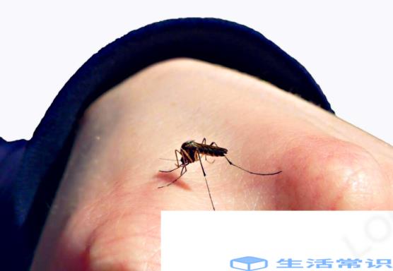 为什么今年蚊子明显少了-