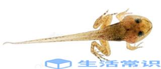 青蛙蝌蚪和蟾蜍蝌蚪的识别方法