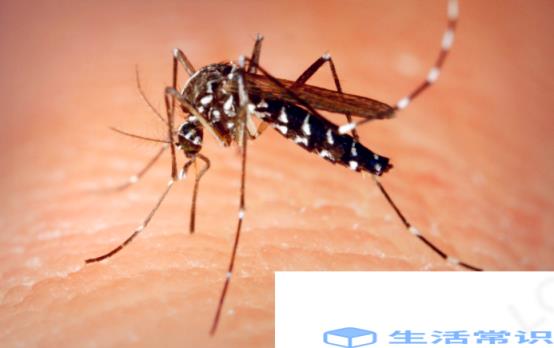 为什么今年蚊子明显少了-