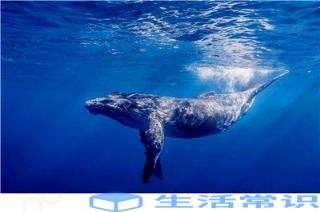 海洋中最可怕的动物是鲨鱼或鲸鱼吗-还是其他致命的海洋动物-