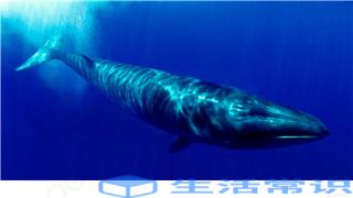 盘点世界上最大的10种鲸鱼