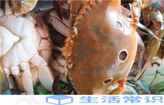 常见的海蟹有哪些-