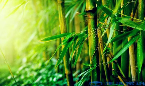 关于竹子的成语有哪些