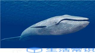 盘点世界上最大的10种鲸鱼