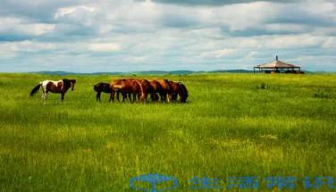呼伦贝尔大草原8月份草是绿的吗