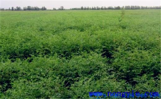 生甘草的行业前景怎样？农用地膜生甘草种植技术规范