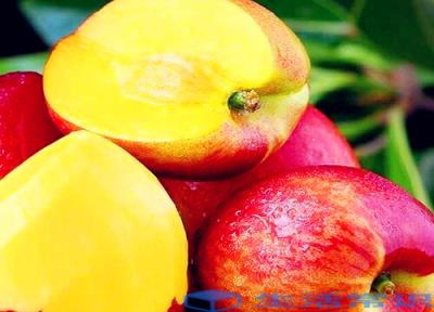 油桃什么品种最好吃 现阶段常见的油桃品种详细介绍