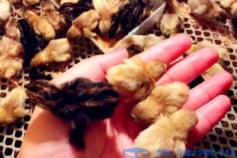 芦丁鸡是一种新型杂交鸡,由斑翅山鹌鹑和蓝胸鹌鹑杂交而成